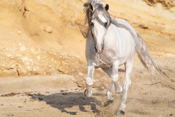 equine fine art photography-erica richards photography.jpg