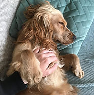 Dog Boarding Wimbledon