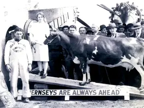 February 2026 "For the Love of Cows" by Paula Rawlings