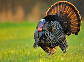 November 2024 Throwback: WKRP In Cincinnati: “Turkey Away” by Hannah Kleinkramer