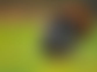 November 2024 Throwback: WKRP In Cincinnati: “Turkey Away” by Hannah Kleinkramer