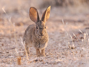 THe Real Rabbit-Pests of california
