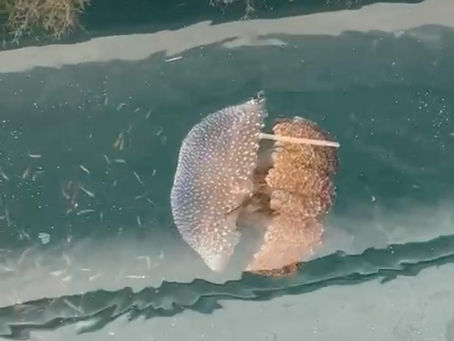 Understanding Jellyfish Stings: A Comprehensive Guide