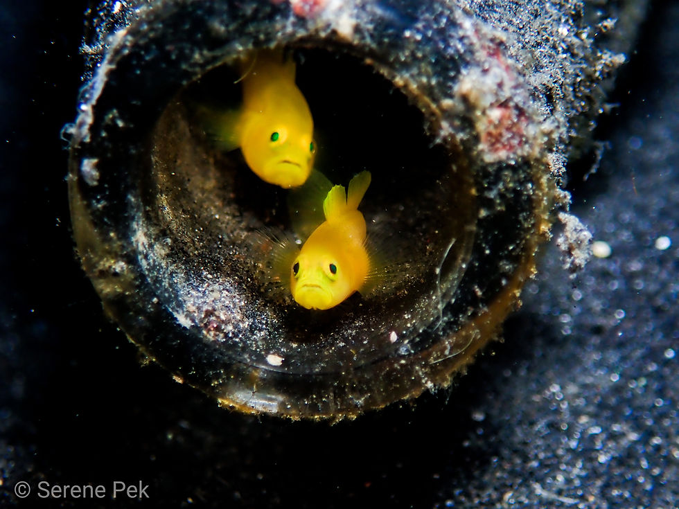 Thumbnail: Lembeh *Bangka* 5 - 9 Nov 2026