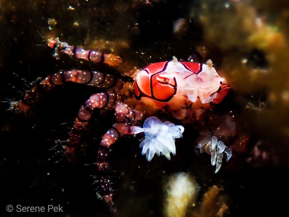 Thumbnail: Lembeh *Bangka* 5 - 9 Nov 2026