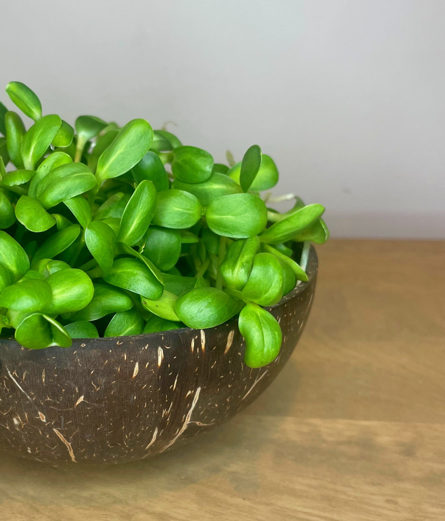 Sunflower Sprouts