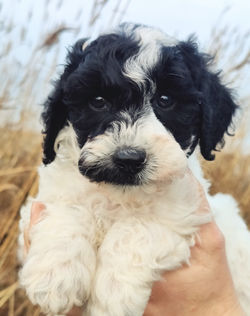 Skønne Skipper cavapoo 1b