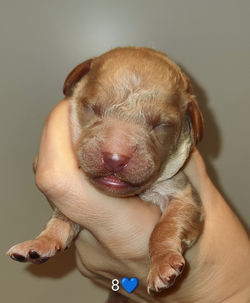 Cocos søde cockepoo hvalp han