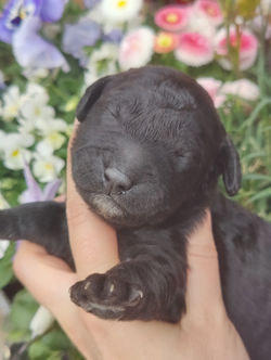 Flot sort-sølv labradoodle 1b dreng