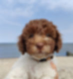 Søde Max labradoodle 1b