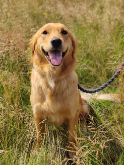 Smukke Nala Golden retriever