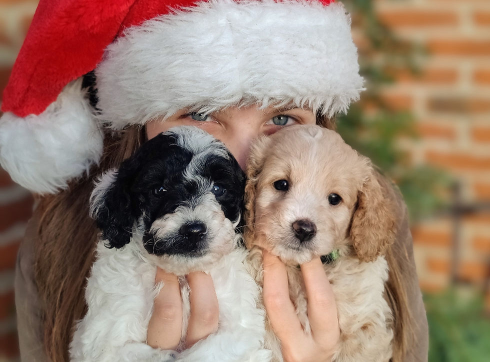 Skønneste cavapoo hvalpe