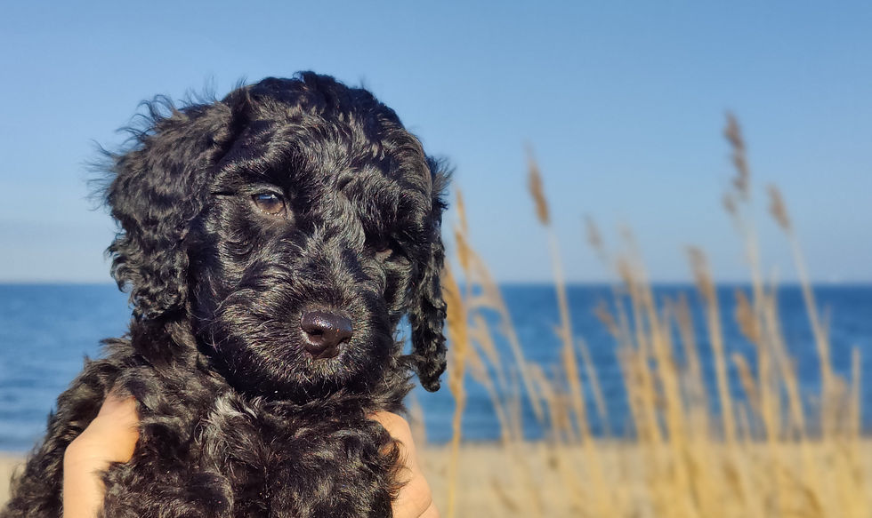 Molly sød cockerpoo