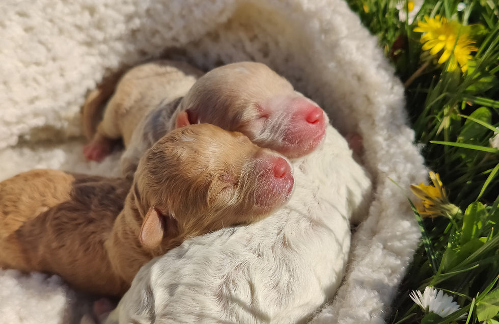 Billedskønne labradoodle 1b hvalpe