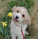 Søde Selma cavapoo.jpg