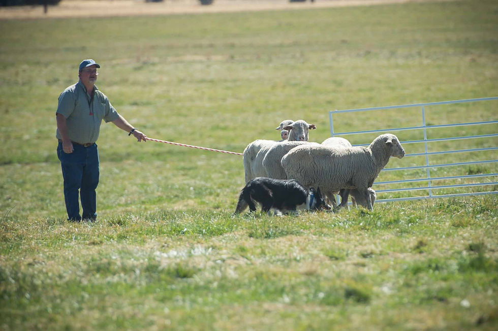 🐑 Meet the Expert: An Interview with Dr. Mike Neary 🐑