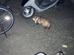 タヌキとも遭遇