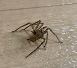 アシダカグモはペットになるのか?