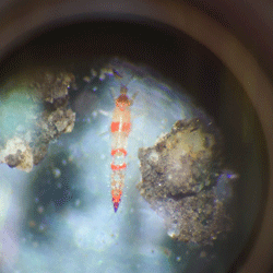 土の中の生き物たちを調べてみる