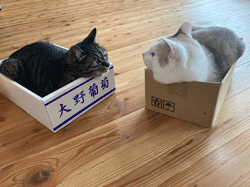 箱入り猫