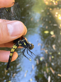 四十谷川で生物採集