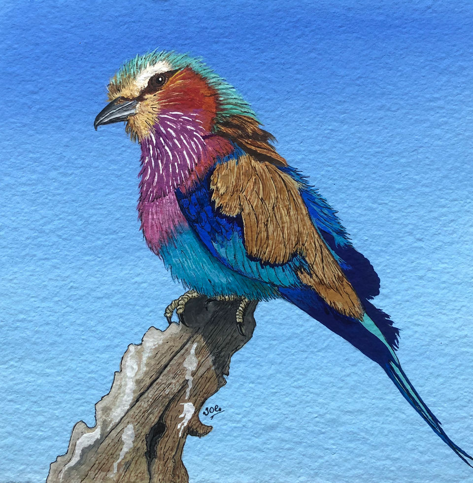 The colours on this African bird are stunning.  I was a bit stuck for inspiration so I asked on Instagram for help.  I was instantly smitten when the LBR was suggested.  Painted in gouache, pen and ink on Two Rivers hand made paper.