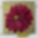 Small No.10 original dahlia flower on gold painting