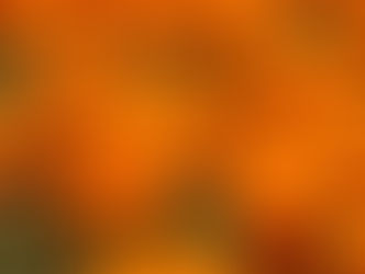 Bold orange marigolds