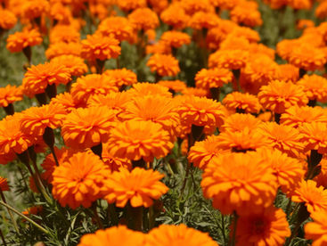 Bold orange marigolds