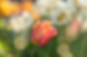 Wednesday at the Commons - Easter I Term