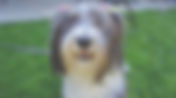Blessing of the Animals Evensong