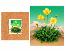 北海道　ふるさと切手　北の島に咲く花　リシリヒナゲシ　切手　イラスト　手描き