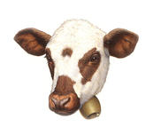 北海道の動物 北海道札幌市 イラストレーター西村昌実