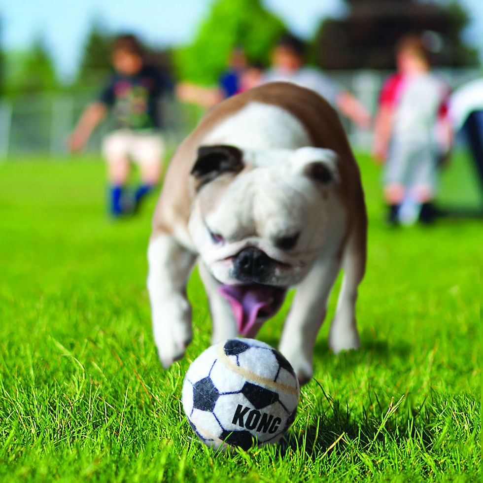 Miniatura: KONG Sport Balls