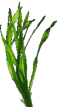 seaweed7-tall.gif