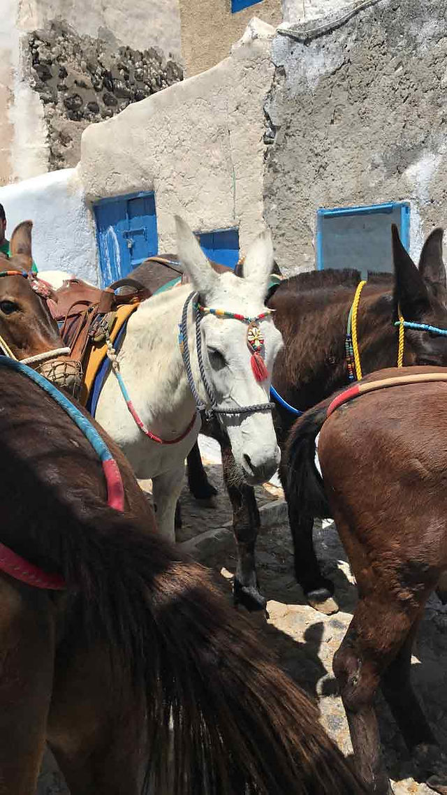 donkey2