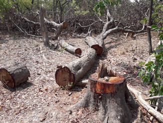 Chopped Mukula trees