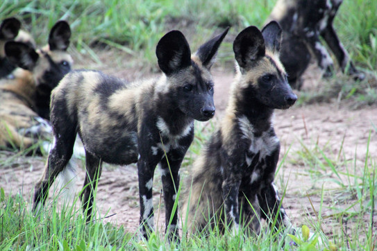 Wild Dog