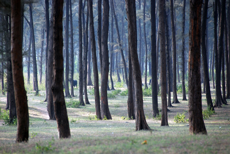Girish farm (86).JPG