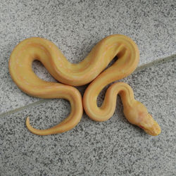 Albino Pinstripe Ball Python (F002)