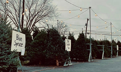 oh christmas tree.jpg