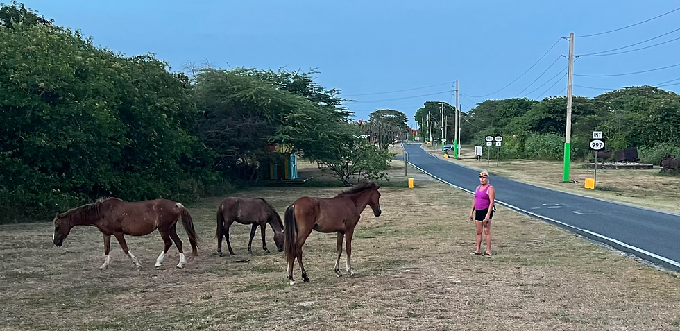 Thirty thousand horse populate Vieques