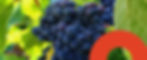 Grape juice concentrate