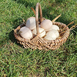 Abbildung zeigt einen Korb voll Eier