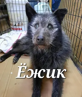 ежикимя.webp