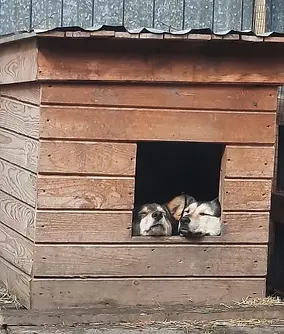 зинаглаша.webp