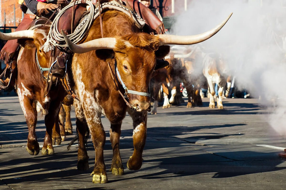 Houston Rodeo Week Saddle Up for Houston Rodeo 2025: Events, Parking, and More