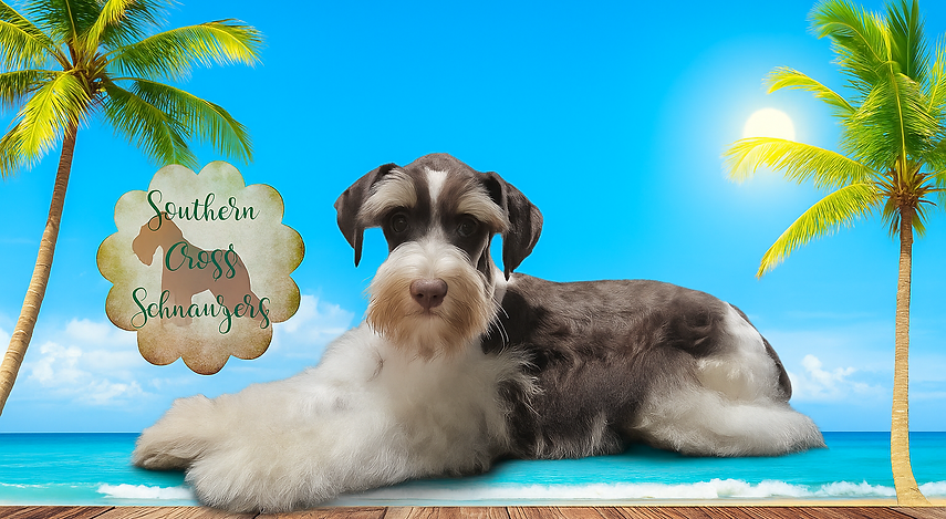 Tropical Schnauzer on Beach Planks.png