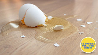 When Vets Make Mistakes: The Three Most Common Veterinary Errors