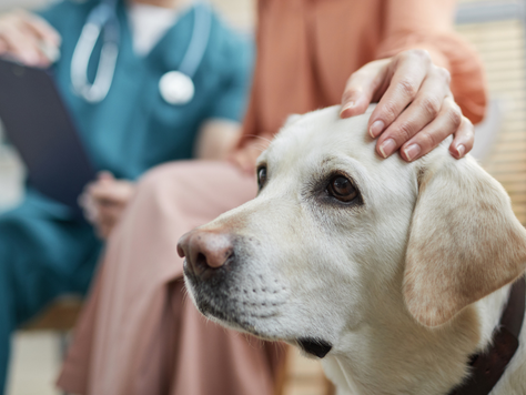 Preparing a Room For The Euthanasia Consultation